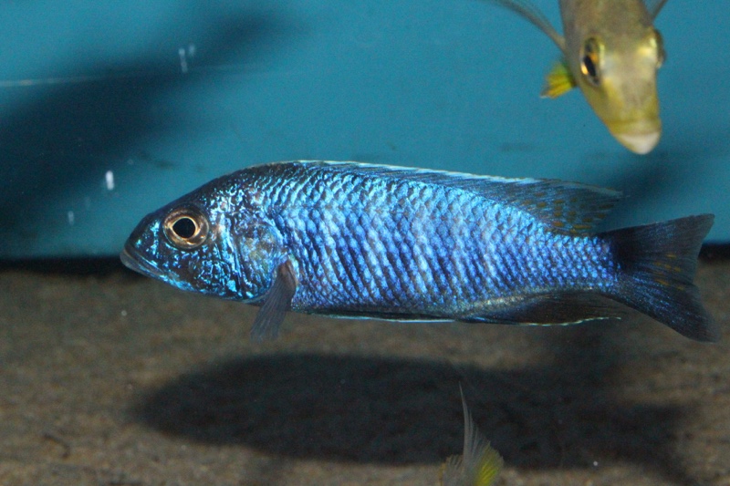Sciaenochromis fryeri 'Jalo Reef'